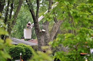 Durham Tree Service Pros Image